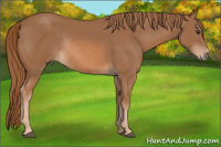 Horse Color:Chestnut Rabicano 