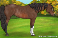Horse Color:Bay Rabicano 