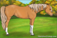 Horse Color:Chocolate Palomino 