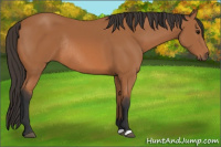 Horse Color:Bay Rabicano 