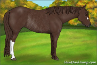 Horse Color:Gray Chestnut Rabicano
