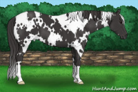 Horse Color:White Spotted Smoky Black 