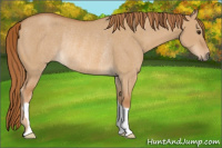 Horse Color:Red Dun Rabicano 