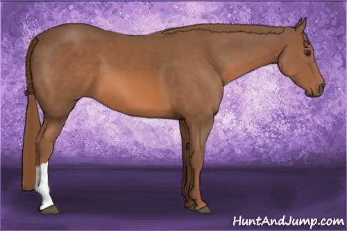 Horse Color: Liver Chestnut 
