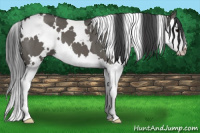 Horse Color:White Spotted Grullo Splash 