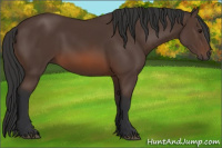 Horse Color:Brown Rabicano 