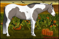 Horse Color:Grullo Splash Tobiano 