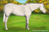Horse Color:Cremello Rabicano