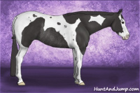 Horse Color:Smoky Black Splash Tobiano Rabicano
