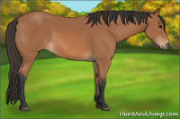 Horse Color:Bay Rabicano 