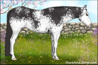 Horse Color:White Spotted Smoky Black