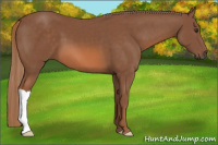 Horse Color:Chestnut 