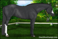 Horse Color:Black Rabicano 