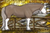 Horse Color:Silver Grullo Splash 