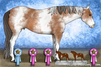 Horse Color:White Spotted Bay 