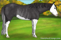Horse Color:Smoky Black Splash Rabicano 