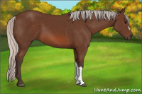 Horse Color:Silver Bay 