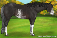 Horse Color:Gray Bay Sabino 