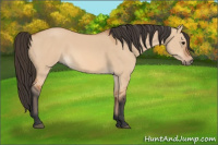 Horse Color:Bay Dun Rabicano 