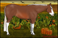 Horse Color:Silver Bay Splash 