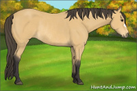 Horse Color:Buckskin Rabicano