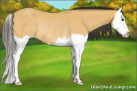 Horse Color:Buckskin Splash Rabicano