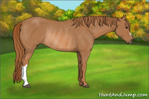 Horse Color: Chestnut Rabicano 