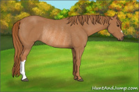 Horse Color:Chestnut Rabicano