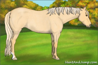 Horse Color:Palomino Roan Dun 