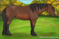 Horse Color:Bay Rabicano 