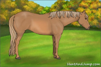 Horse Color:Chestnut Rabicano 