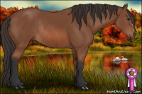 Horse Color:Bay Rabicano 