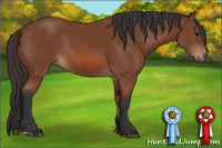 Horse Color:Bay Rabicano 