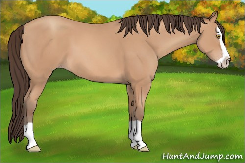 Horse Color: Amber Champagne Splash 