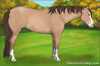 Horse Color:Amber Champagne Splash 