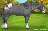 Horse Color:Black Splash Appaloosa 