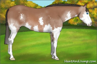 Horse Color:Bay Roan Splash 