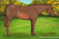 Horse Color:Liver Chestnut 