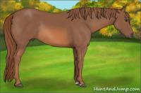 Horse Color:Chestnut Rabicano 