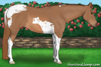 Horse Color:Chestnut Tobiano 