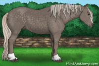 Horse Color:Silver Black Sabino 