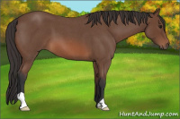 Horse Color:Bay Roan 