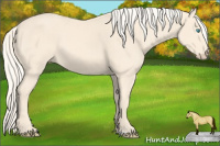 Horse Color:Cremello 
