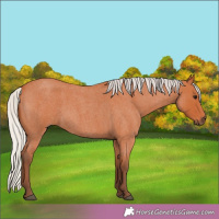 Horse Color:Silver Bay Roan 
