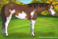 Horse Color:Bay Splash Frame
