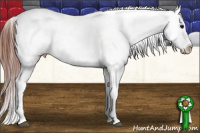 Horse Color:Brown Appaloosa