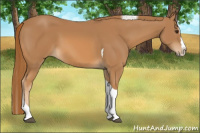 Horse Color:Chestnut Splash Tobiano