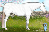 Horse Color:Gray Gold Champagne Appaloosa 