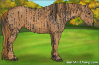 Horse Color:Brown Rabicano Brindle