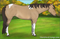 Horse Color:Unknown 